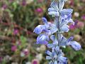 Mealy Blue Sage